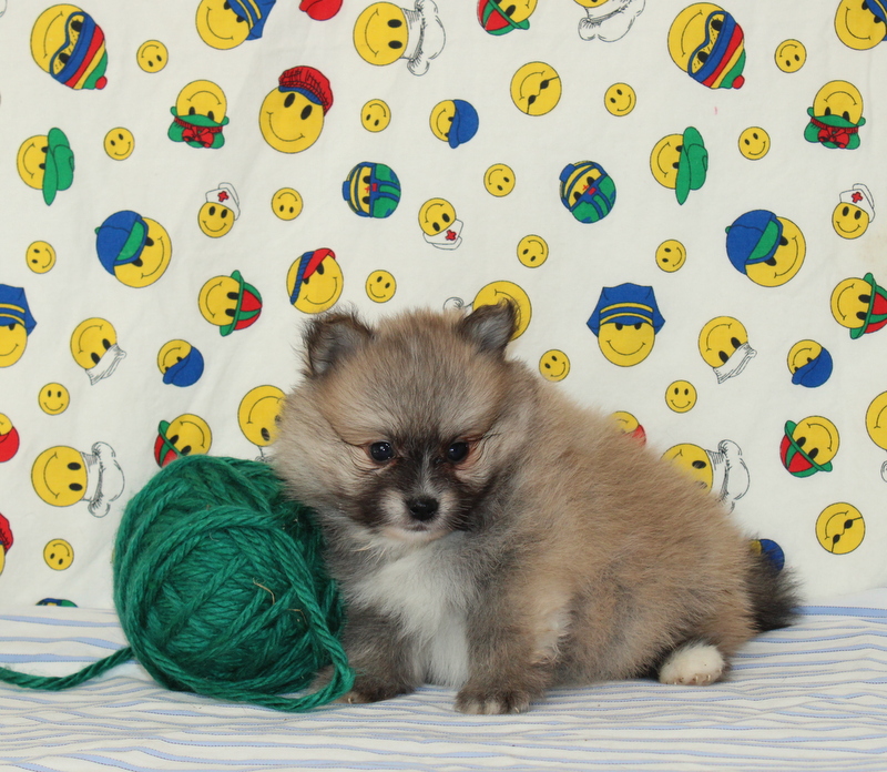 puppy, for, sale, Pomeranian, Matthew B. Stoltzfus, dog, breeder, Gap, PA, dog-breeder, puppy-for-sale, forsale, nearby, find, puppyfind, locator, puppylocator, aca